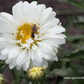 Großblumige Garten-Margerite 'Victorian Secret'