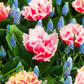 Tulpe 'Queensland' - 7 Blumenzwiebeln