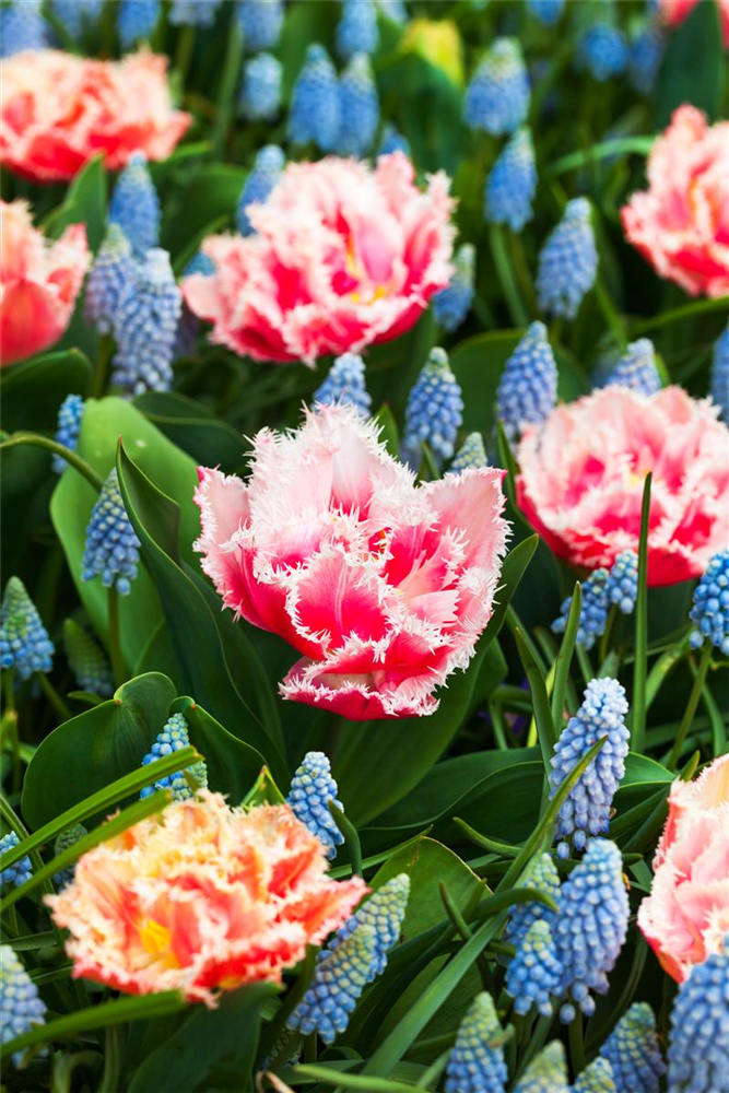 Tulpe 'Queensland' - 7 Blumenzwiebeln