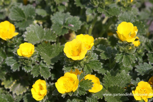 Großblütige Fingerkraut