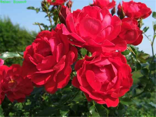 Bodendeckerrose 'Limesglut'®