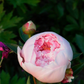 Garten-Pfingstrose 'Sarah Bernhardt'