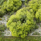 Garten-Zypressen-Wolfsmilch 'Fens Ruby'