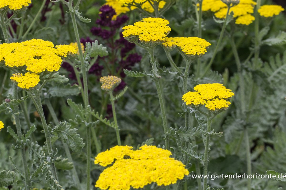 Garten-Goldquirl-Garbe 'Moonshine'