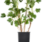 Stachelbeere 'Hinnonmäki'