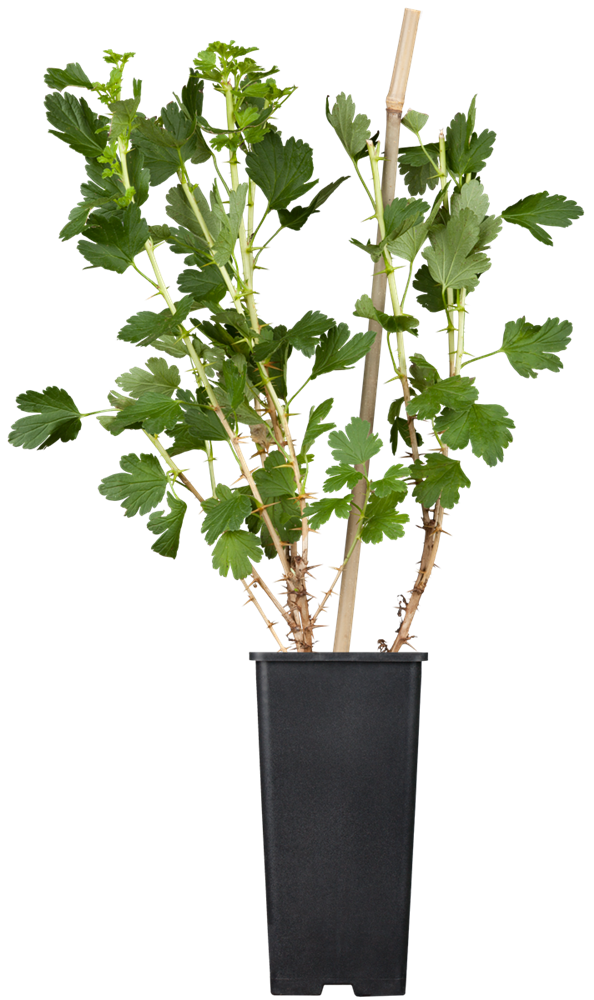 Stachelbeere 'Hinnonmäki'