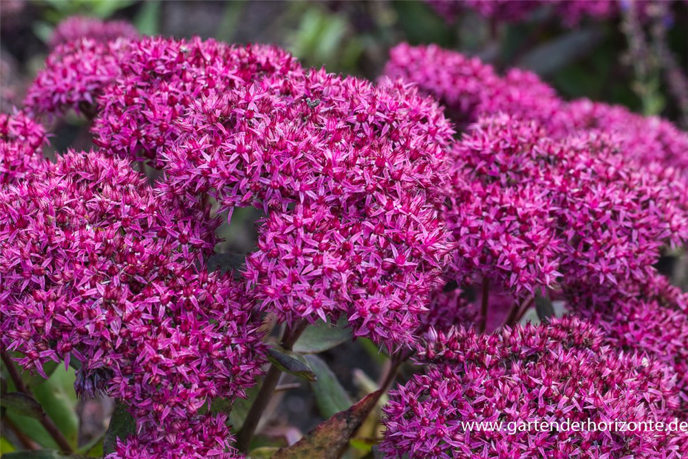 Großes Garten-Fettblatt 'Mr. Goodbud'