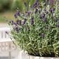 Lavandula angustifolia 'Dwarf Blue'