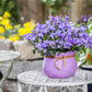 Campanula poscharskyana