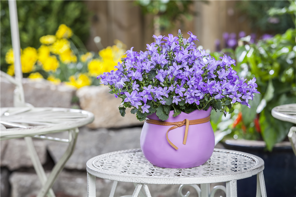Campanula poscharskyana