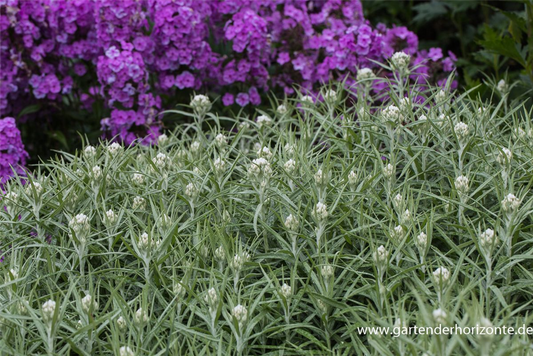 Großes Garten-Perlkörbchen 'Neuschnee'