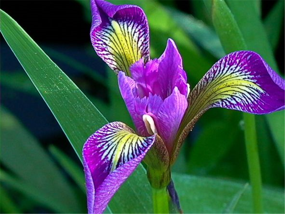 Iris versicolor