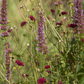 Mazedonische Witwenblume