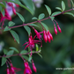 Fuchsie