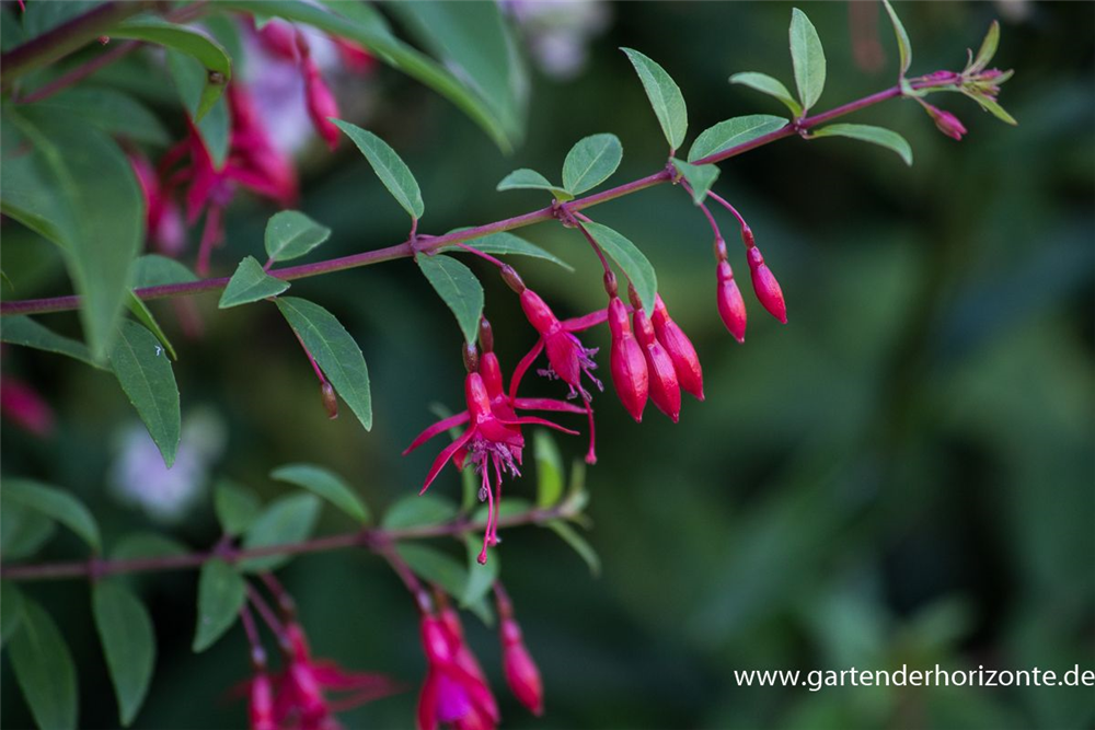 Fuchsie