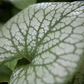 Brunnera macrophylla 'Jack Frost'  -R-