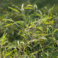 Rotbuche 'Mercedes'