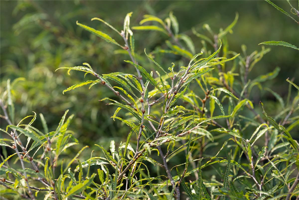 Rotbuche 'Mercedes'