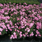 Kleinstrauchrose 'Lavender Dream'®