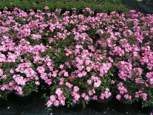 Kleinstrauchrose 'Lavender Dream'®