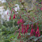 Garten-Fuchsie