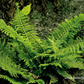 Flacher Filigranfarn 'Proliferum Herrenhausen'