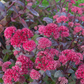 Großes Garten-Fettblatt 'Red Cauli'®