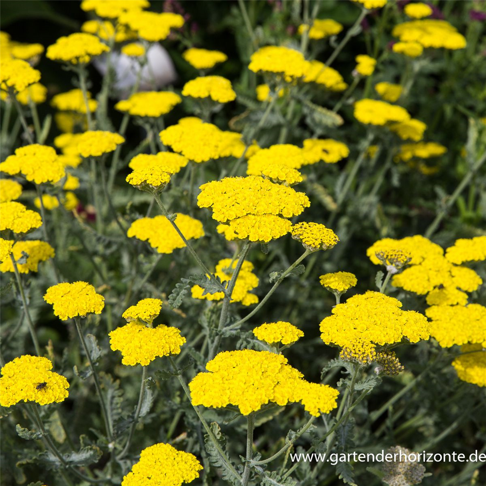 Garten-Goldquirl-Garbe 'Moonshine'