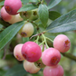 Heidelbeere 'PinkBerry'®