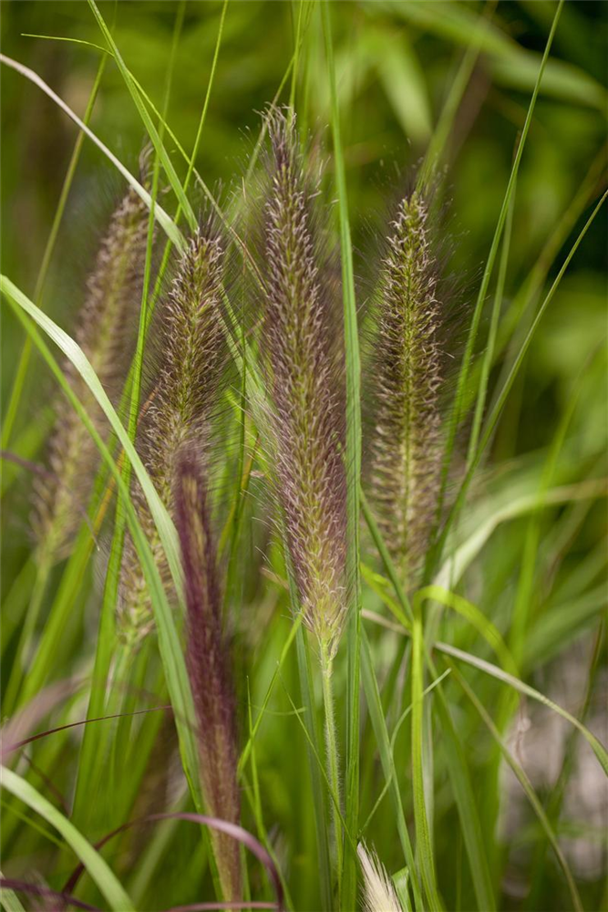 Garten-Federborstengras 'Compressum'