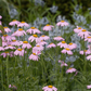 Bunte Garten-Margerite 'Robinsons Rosa'