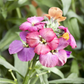 Erysimum cheiri 'Red Jep'  -R-