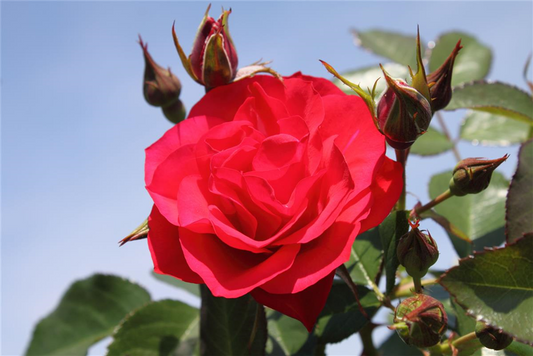 Beetrose 'Black Forest Rose'®