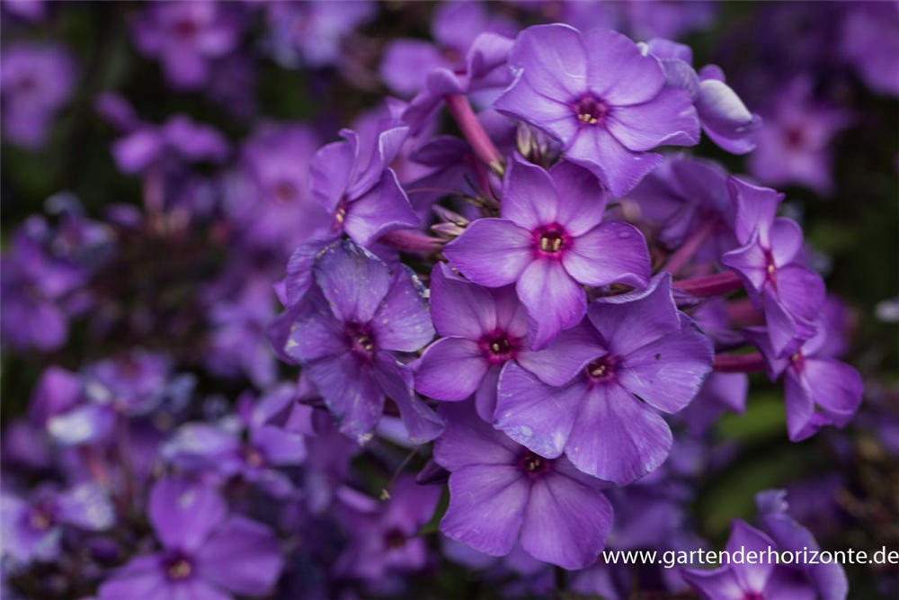 Hohe Garten-Flammenblume 'Blue Paradise'