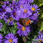 Garten-Kissen-Aster 'Augenweide'