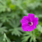 Garten-Blut-Storchschnabel 'Tiny Monster'
