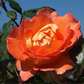 Edelrose 'Fairest Cape'