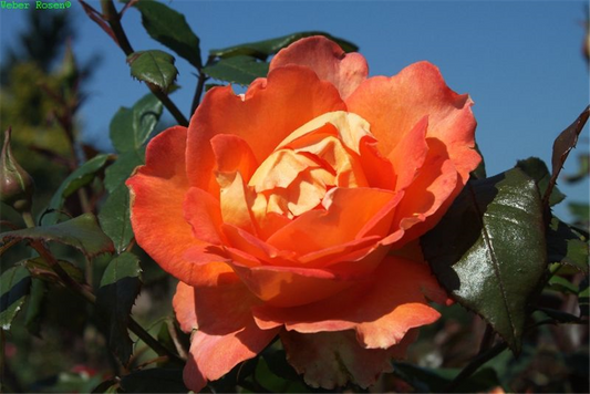 Edelrose 'Fairest Cape'