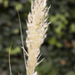 Cortaderia selloana 'Weiße Feder'