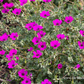 Geranium cinereum subcaulesc.'Giuseppii'