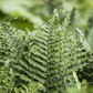 Athyrium filix-femina