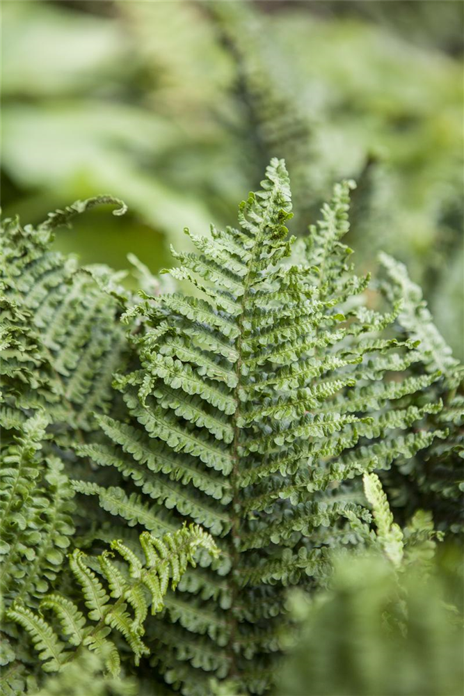 Athyrium filix-femina