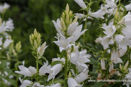 Campanula latifolia var.macrantha 'Alba'