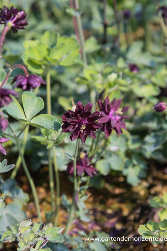 Garten-Akelei 'Black Barlow'