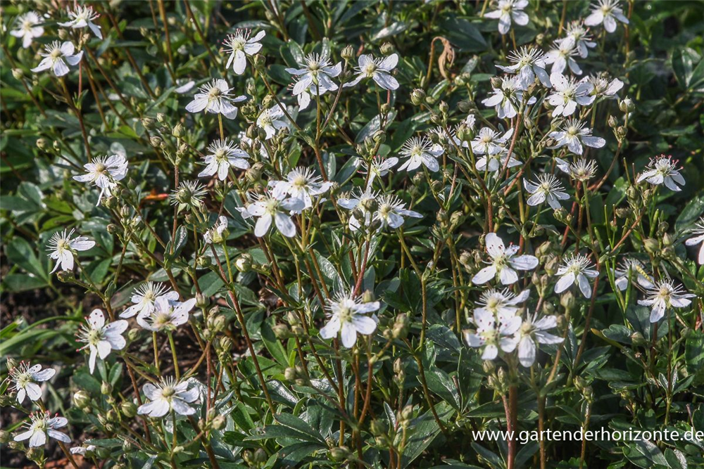 Fingerstrauch 'Nuuk'