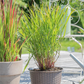 Garten-Ruten-Hirse 'Rehbraun'