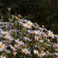 Garten-Schönaster 'Madiva'
