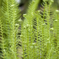 Blechnum spicant