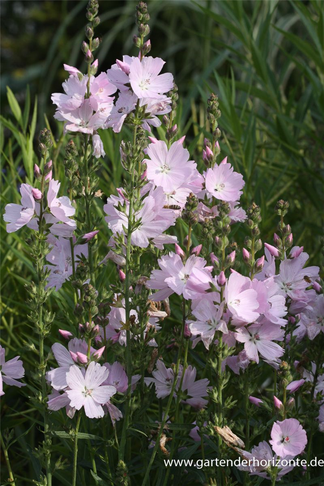Garten-Schmuckmalve 'Elsie Heugh'