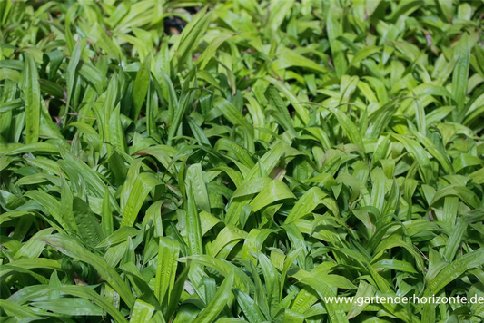 Carex plantaginea